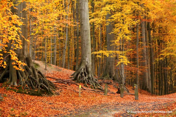 A magical morning in Tervuren, Belgium