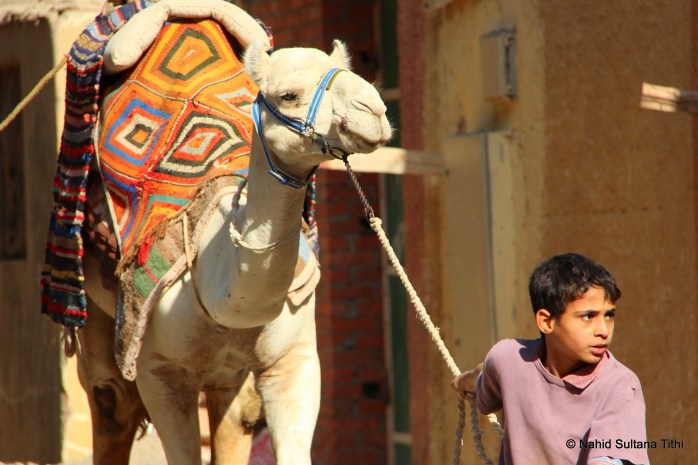 Here comes one of our rides to the pyramids in Giza