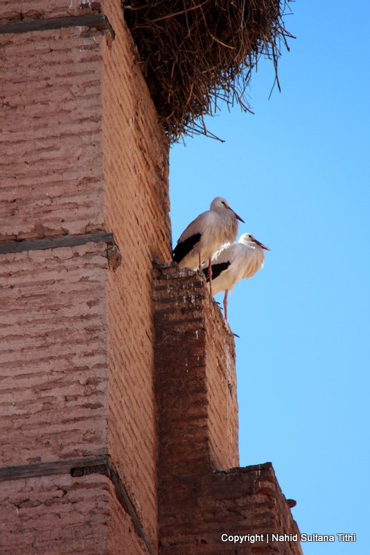 Walls of El Badi Palace in Marrakech - home of lots of storks and stray cats