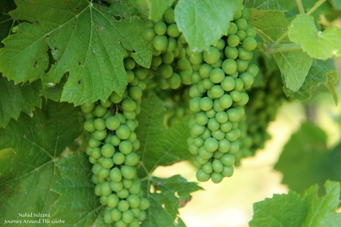Grapes weren't fully grown in July...but looked beautiful