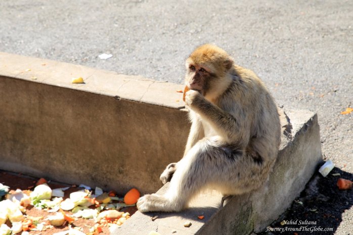 A monkey in a feeding station in Upper Rock of Gibraltar