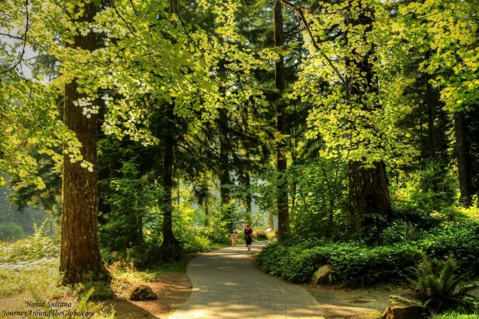 Lush greenery of Silver Falls State Park in Oregon