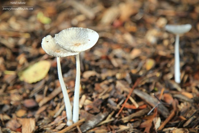 Chasing mushrooms in Commonwealth Lake Park, Oregon