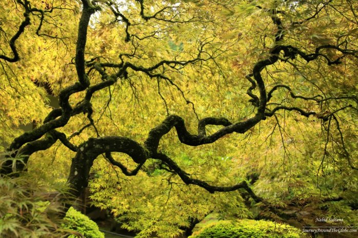 Falls colors in Portland Japanese Garden, Oregon