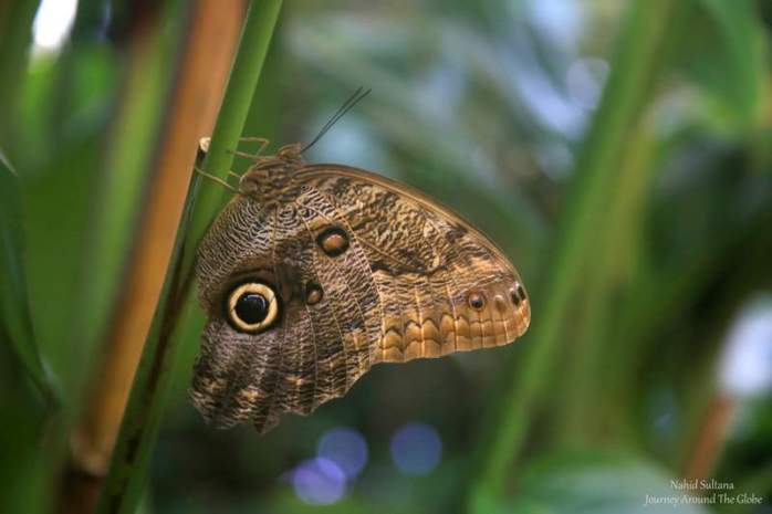 A blue-morpho butterfly in Butterfly Garden in Victoria, Canada