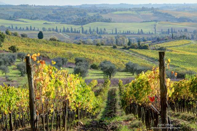 Tuscan vineyards- on our way to Siena