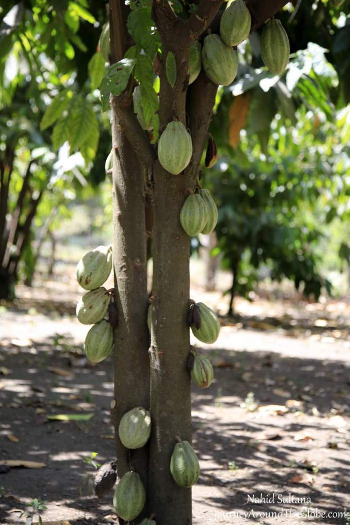A cocoa tree (or chocolate tree) in Joya de Ceren Archeological Park in El Salvador