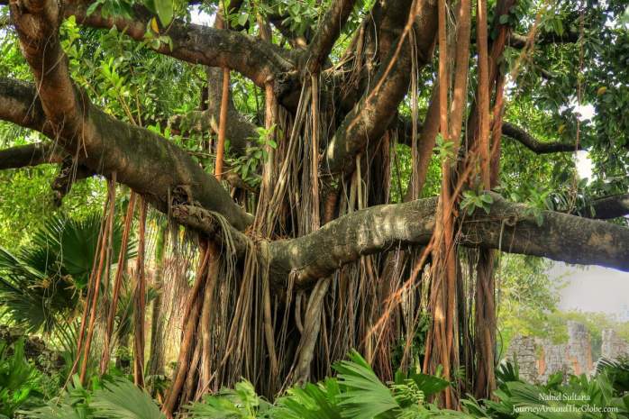 A century old tree in Panama Viejo, Panama City