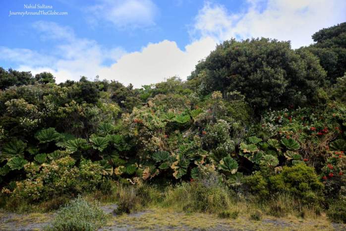 Those big leaves are called "Elephant Ears" or "Poor Man's Umbrella"...some exotic trees in Irazu Valley, Costa Rica
