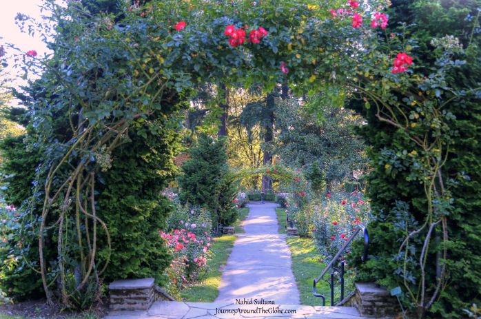 International Rose Test Garden in Portland, Oregon