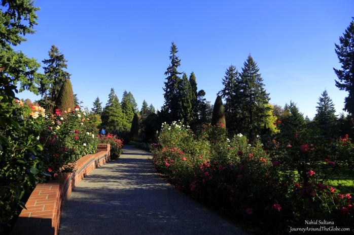 There are more than 600 varieties of roses in the International Rose Test Garden in Portland, Oregon