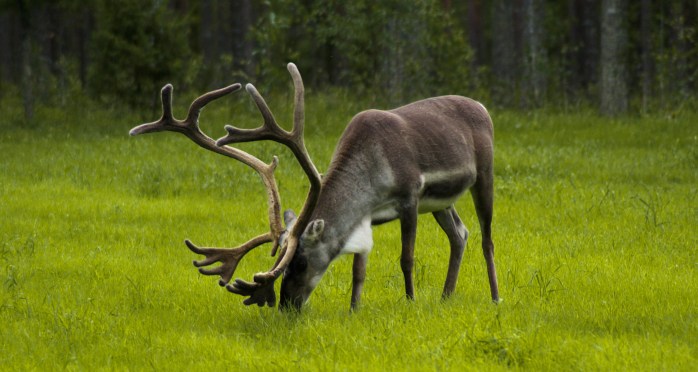 finland-908940