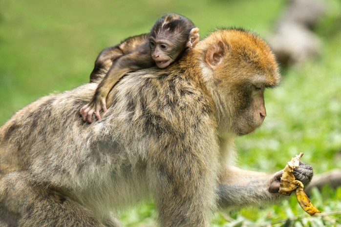 young-animal-450149_1920