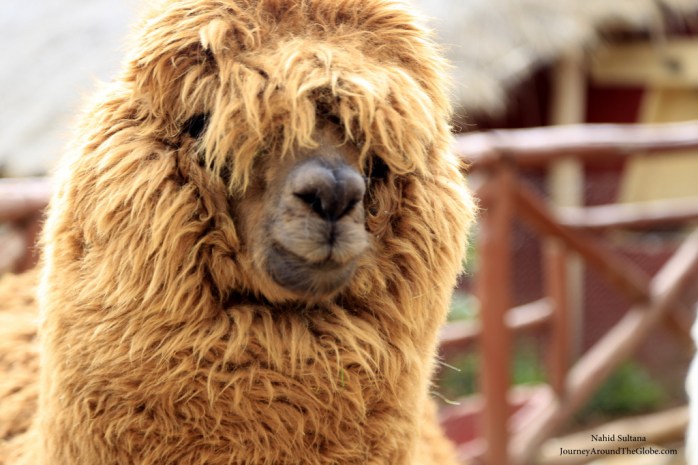 An alpaca in Figueroa Alpaca Textile, Peru