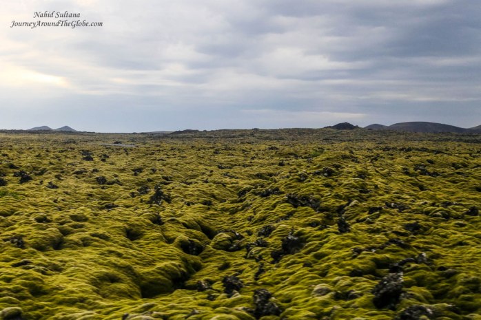 Moss covered lava fields in Iceland